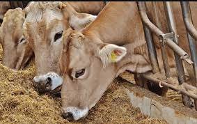 पशुपालकांनी गट वाटप योजनेसाठी अर्ज करण्याचे आवाहन