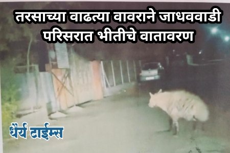 तरसाच्या वाढत्या वावराने जाधववाडी परिसरात भीतीचे वातावरण