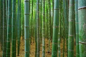 शेतकऱ्यांना आर्थिक स्थैर्य देणारी बांबू लागवड  पडीक जमिनीत ऊसापेक्षा जास्त उत्पन्न