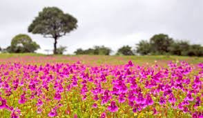 सातारा जिल्ह्याची पर्यटनासोबत सर्वांगीण विकासाकडे वाटचाल