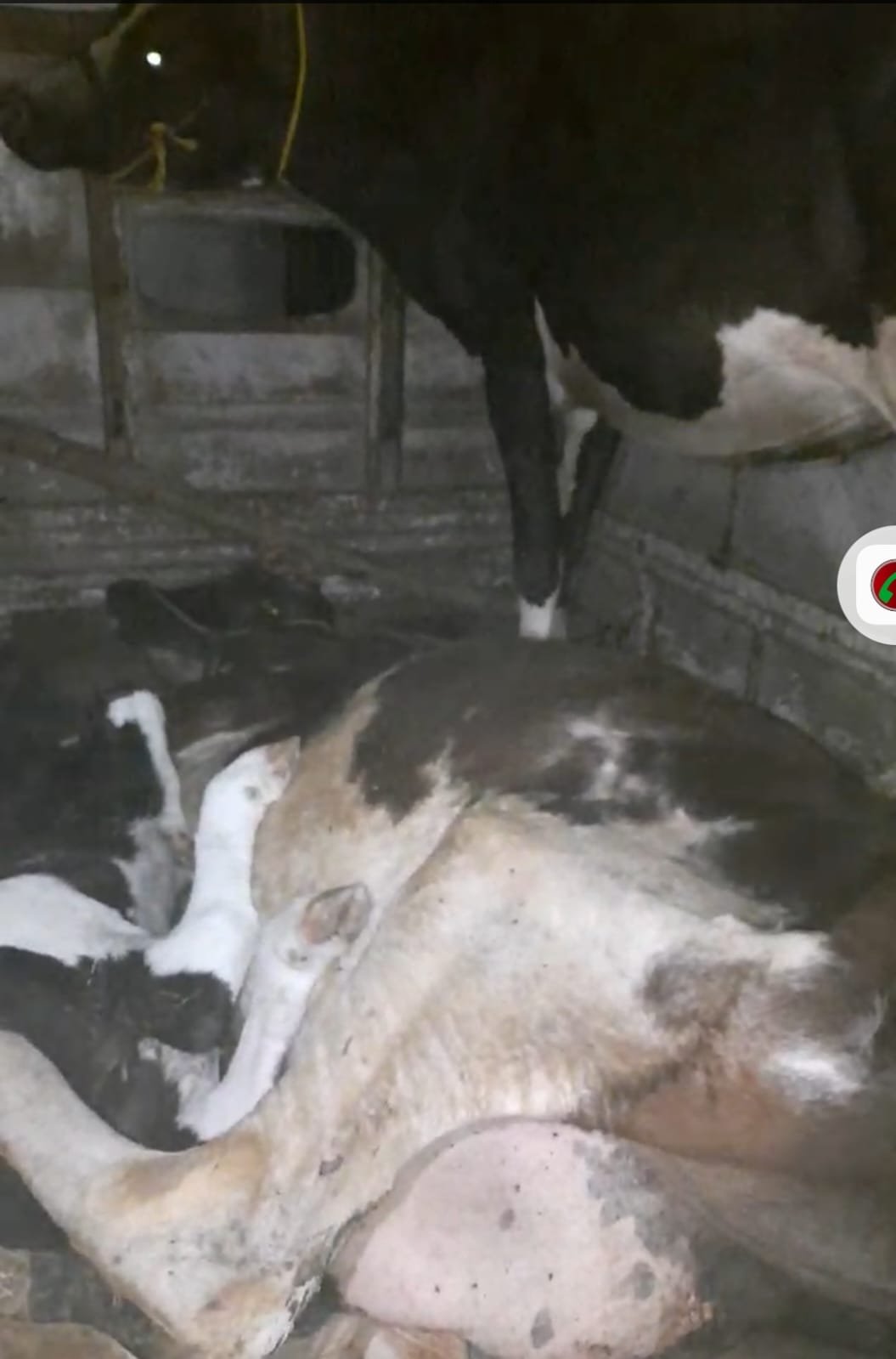 फलटण येथे पुन्हा जनावरांना डांबून ठेवले : गुन्हा दाखल 