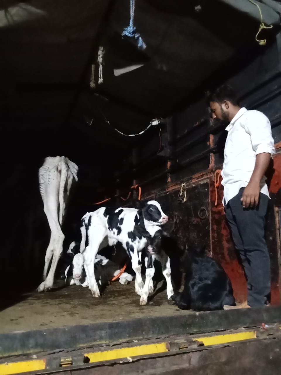 कत्तलीसाठी लहान वासरे डांबून ठेवली : 10 लाखाचा मुद्देमाल जप्त 