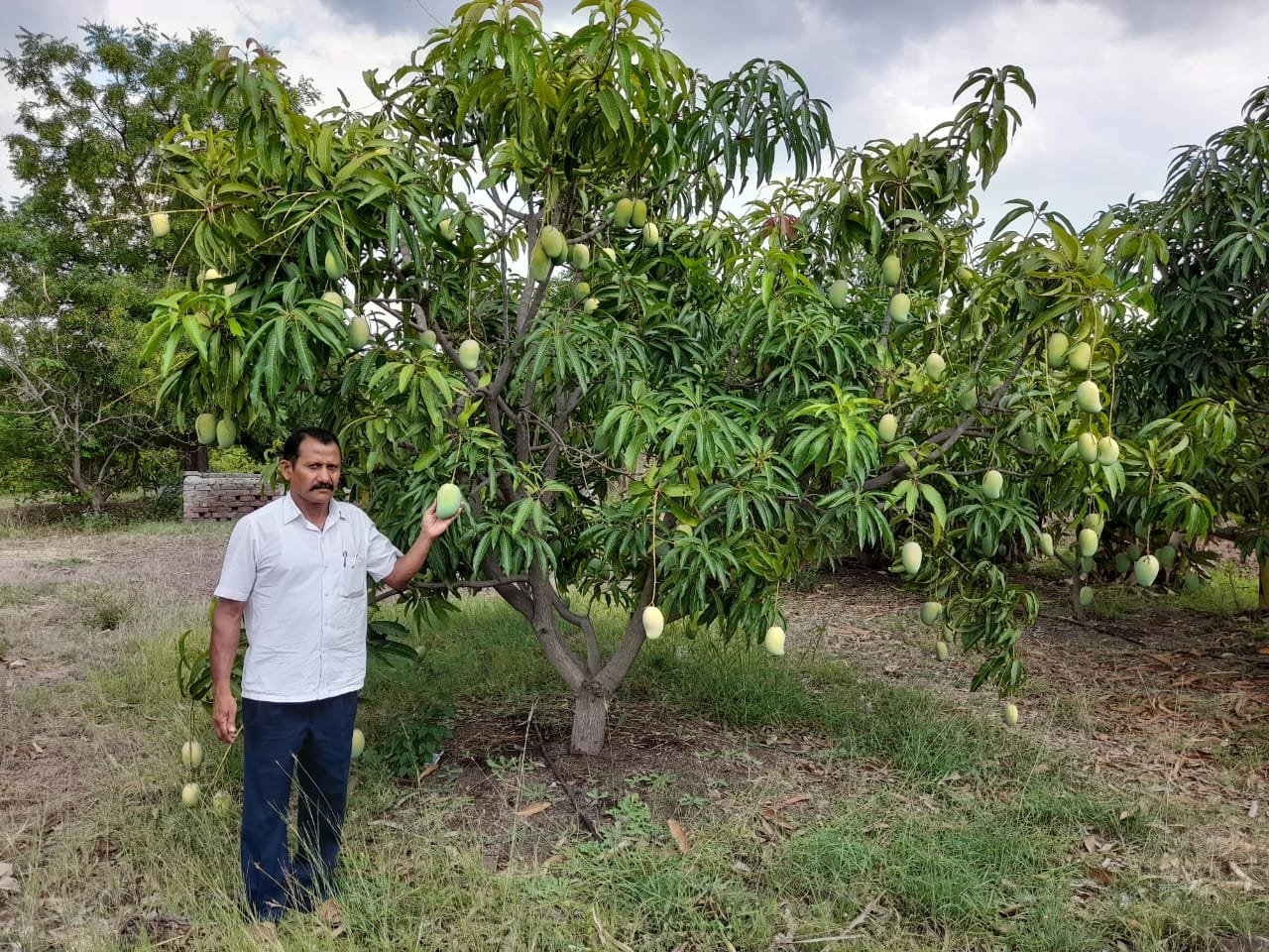 सेंद्रीय पद्धतीने फुलवलेल्या विषमुक्त फळबागेतून उद्धव बाबर मिळवत आहेत लाखोंचे उत्पन्न