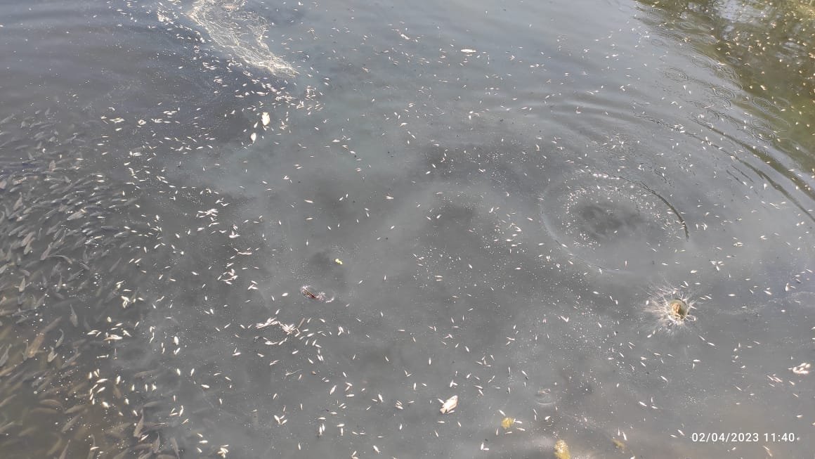 साखर कारखान्याच्या दूषित पाण्याने होळ येथे लाखो मासे मृत : नदीच्या पाण्याला आले गटाराचे स्वरूप 