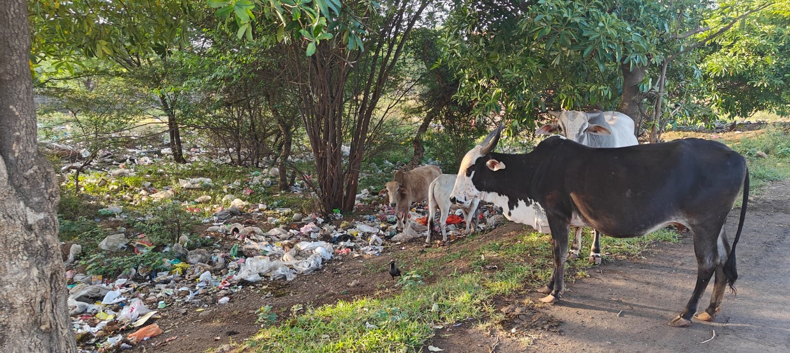 स्वच्छ भारत अभियानाचा फलटण येथे बोजबारा : शहरात कचरा आणि दुर्गंधी 