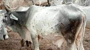 लंपी त्वचा रोग आणि उपाययोजना